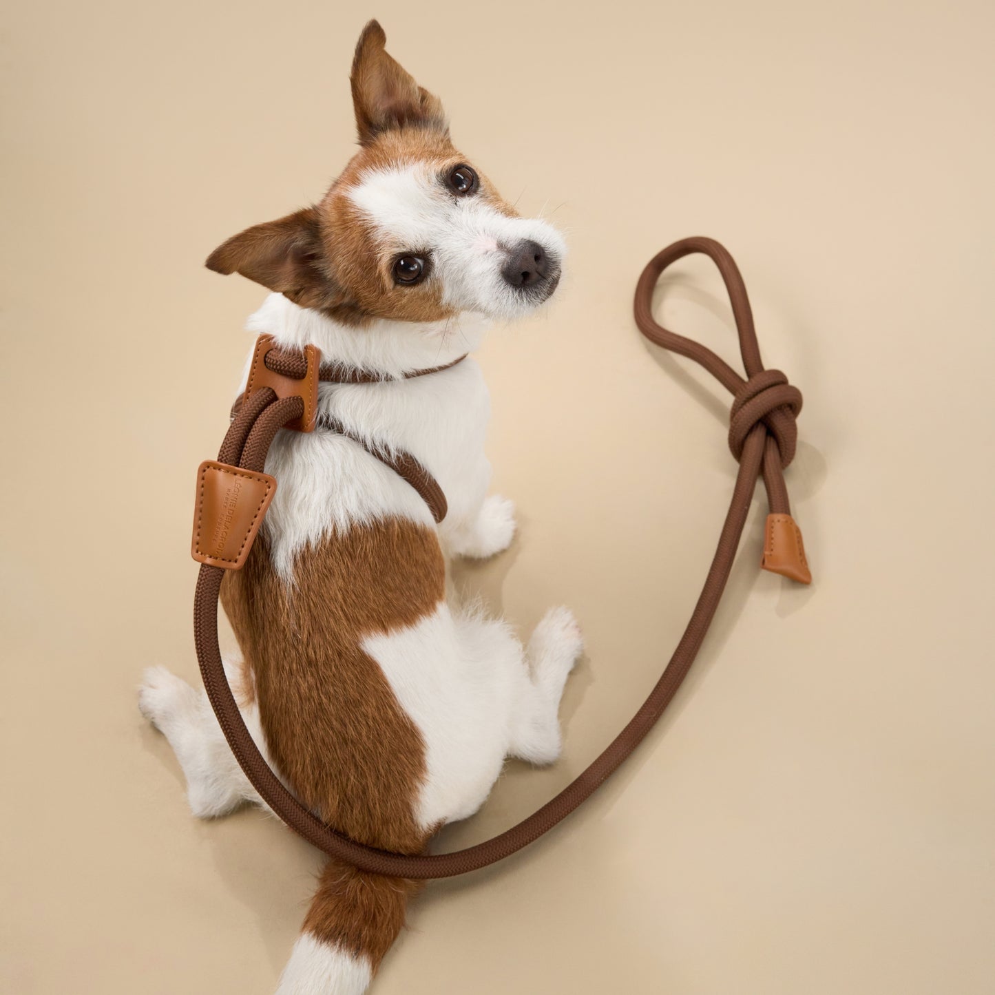 Harnais et laisse combinés en cuir premium