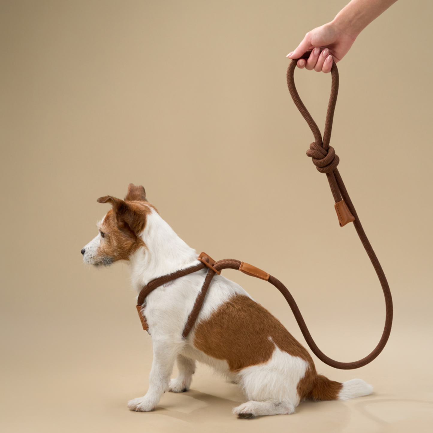 Harnais avec laisse intégrée en cuir haut de gamme