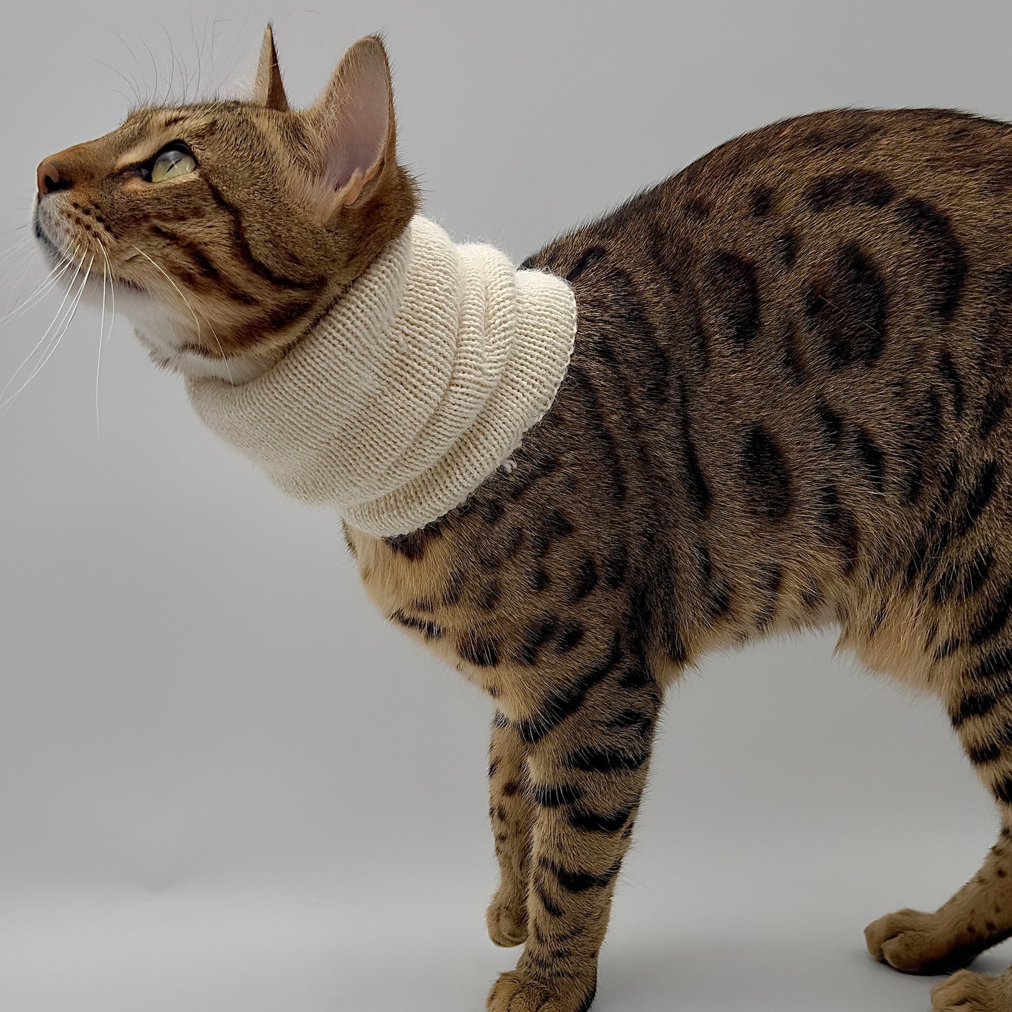 Le Tour De Cou Pour Chat - Léonie Delacroix