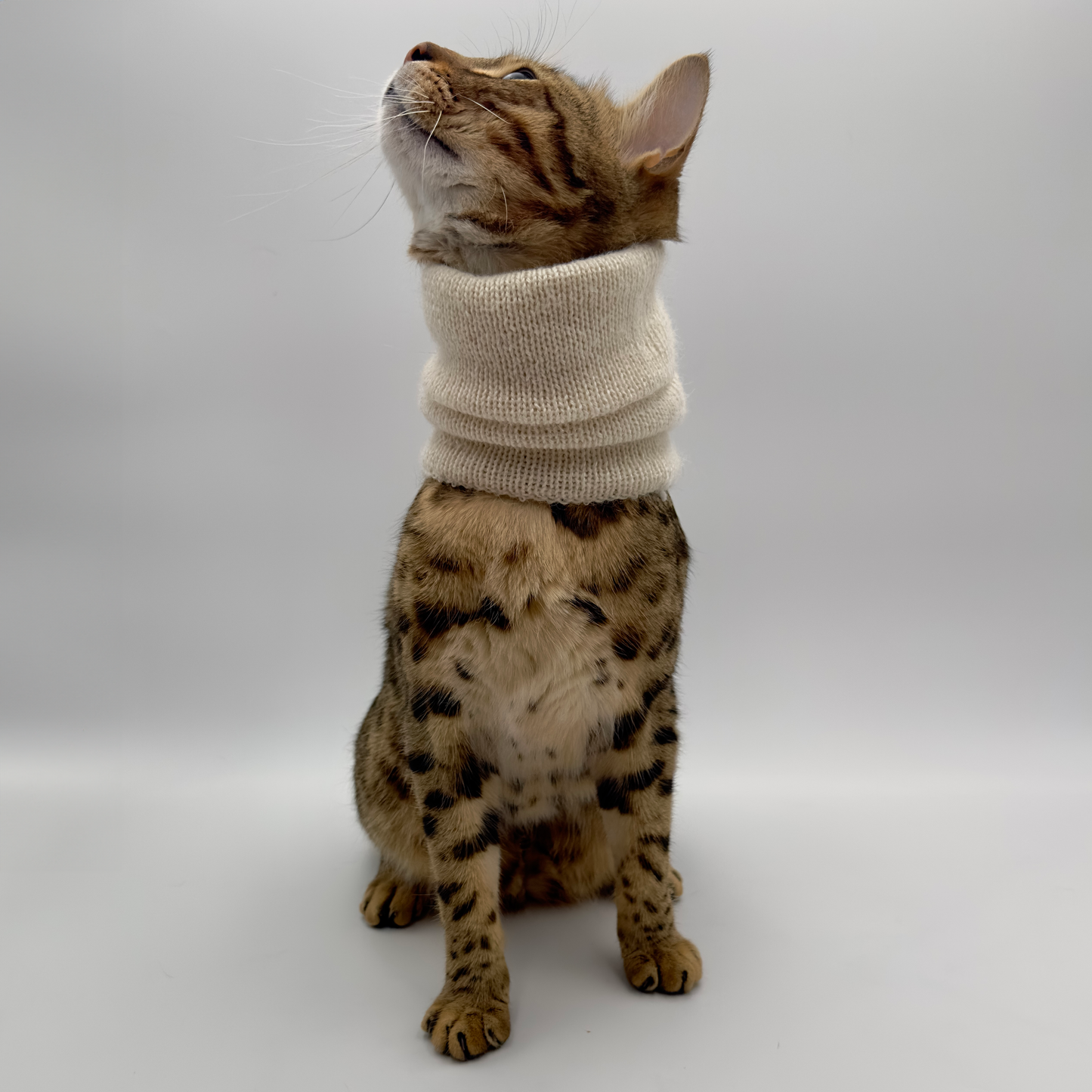 Le Tour De Cou Pour Chat - Léonie Delacroix