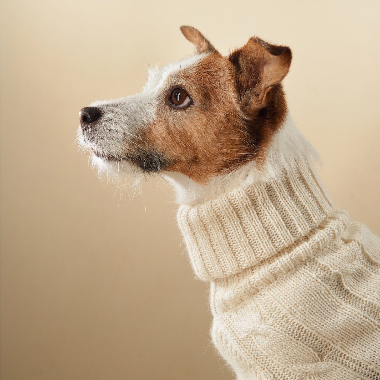 Vêtement chic pour chien en laine d’alpaga et soie