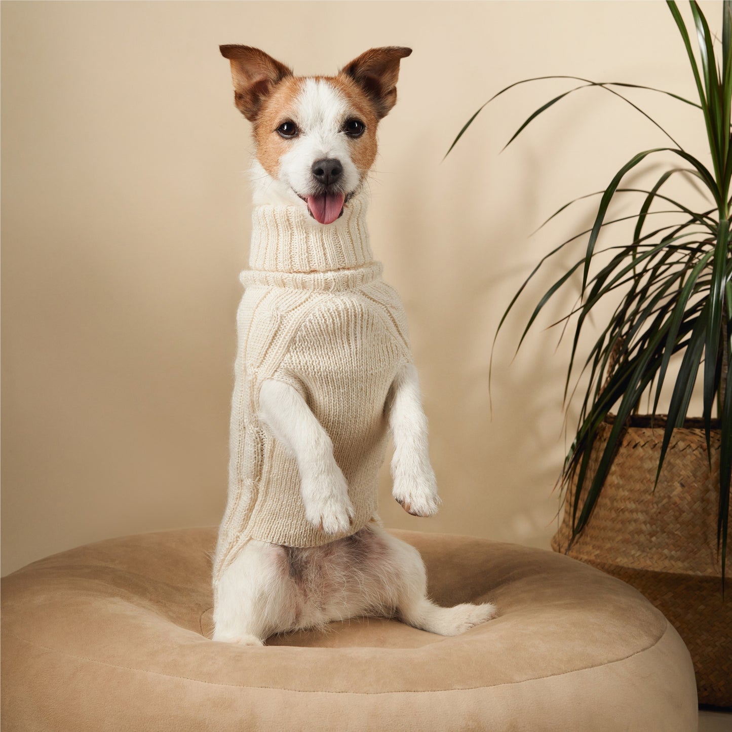 Pull d’hiver pour chien en fibres naturelles luxueuses