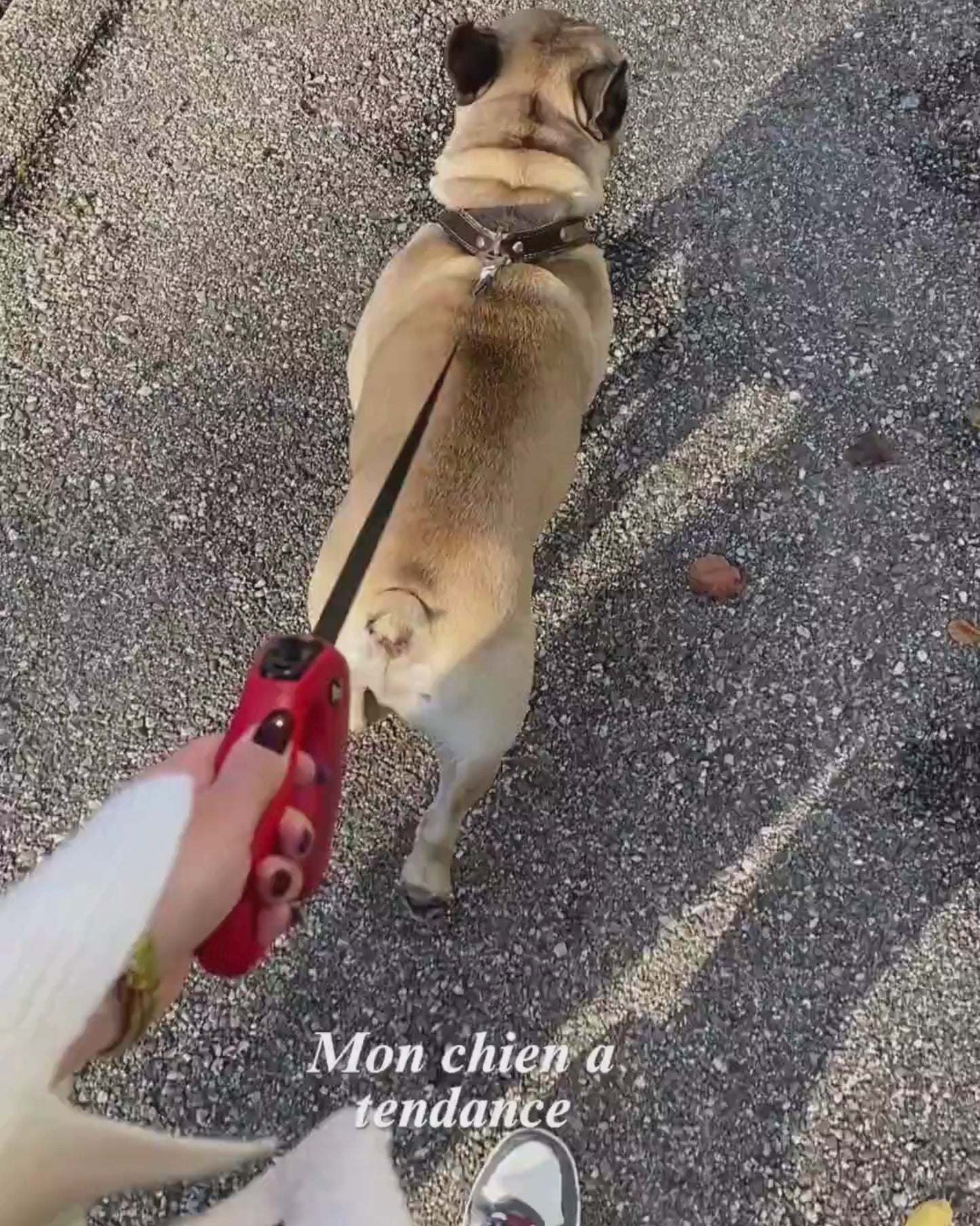 Le Harnais Haute Couture