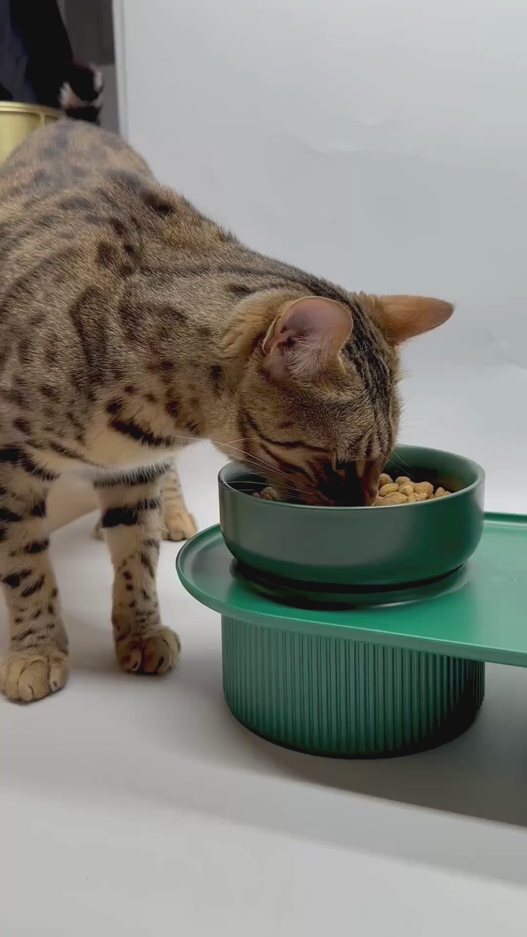 Bol surélevé pour chat – favorise une bonne posture