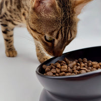 Gamelle chat