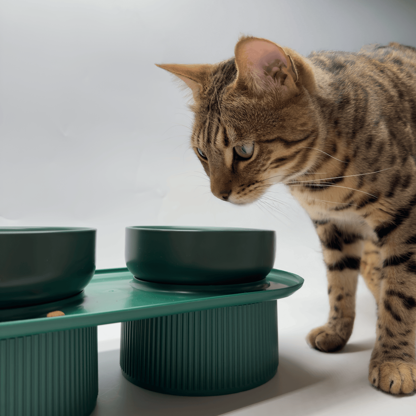 Set repas ergonomique pour chat – bol double