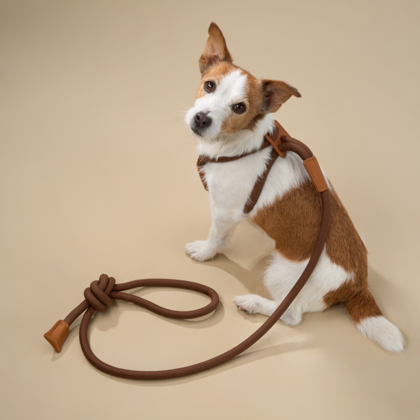 Harnais et laisse combinés en cuir premium