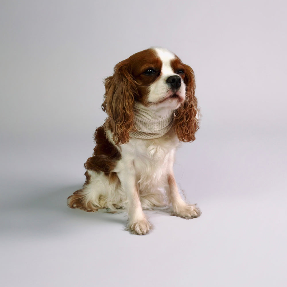 Le Tour De Cou Pour Chien - Léonie Delacroix