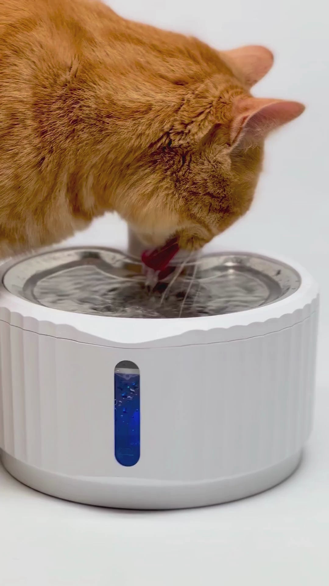 Chat buvant dans la Fontaine Smart fontaine à eau sans fil en inox