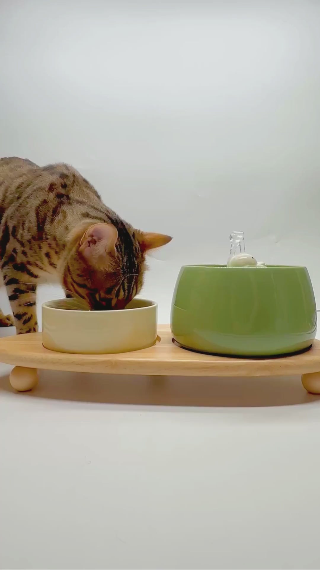 Meilleure Fontaine à Eau pour Chiens et Chats - Ultra Silencieuse